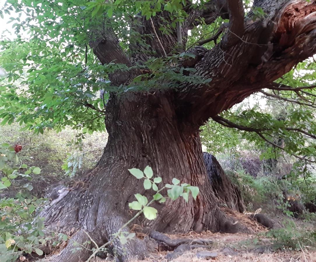 Casa Martina Pampaneira Διαμέρισμα Εξωτερικό φωτογραφία